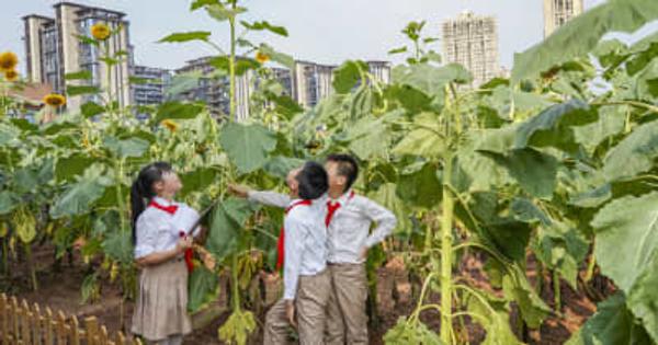 重慶市の小学校、屋上のヒマワリ園で総合学習