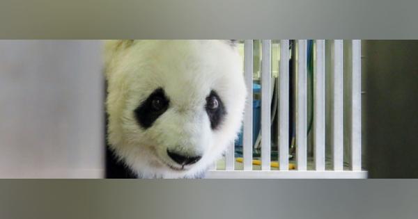 中国から「パンダ専門家」が来日動物園のパンダが“そわそわ”してしまった理由
