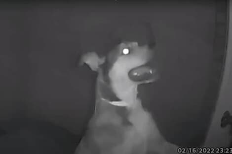 監視カメラ越しに休暇中の飼い主「なんてこった！」　ペットホテルを脱走し帰宅した犬