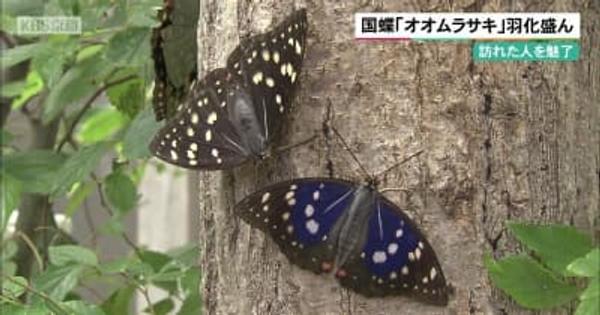 国蝶「オオムラサキ」羽化盛ん　京都・福知山市の民家