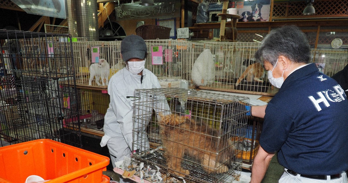 岩手県、ペット施設に取り残された犬や猫など300匹超を保護