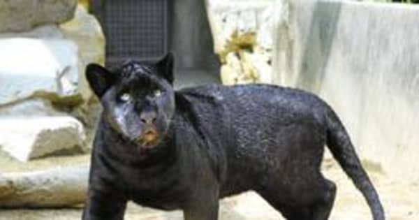 王子動物園のジャガー「アステカ」　7月、茨城・日立に婿入り　昨夏誕生した双子の1頭