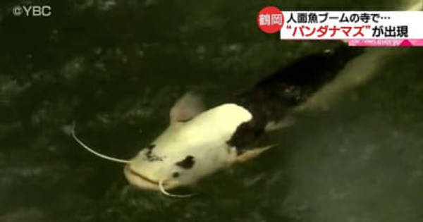 人面魚の寺に“パンダナマズ” 山形・鶴岡 (YBC山形放送)