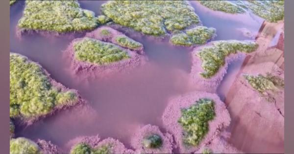 気温上昇きっかけに藻など増殖　ルーマニアの湖がピンク色に染まる