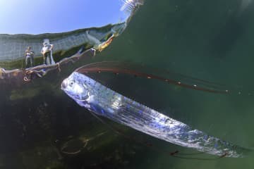 鳥取で深海魚リュウグウノツカイ　生きた姿で発見、撮影成功