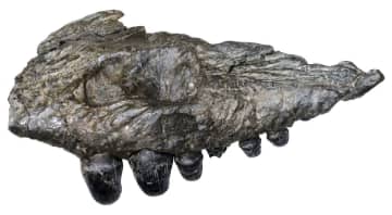 歯が付いたワニの上顎化石を発見　福井・勝山、白亜紀の地層で