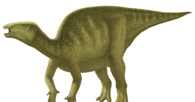 国内最古、草食恐竜イグアノドン類の化石発見　勝浦の1.3億年前の地層