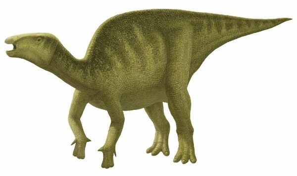 国内最古、草食恐竜イグアノドン類の化石発見　勝浦の1・3億年前の地層