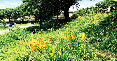 1日限りの花、次々と　鮮やかな八重咲き「ヤブカンゾウ」見頃　浦和区の見沼代用水西縁　散歩コースにも