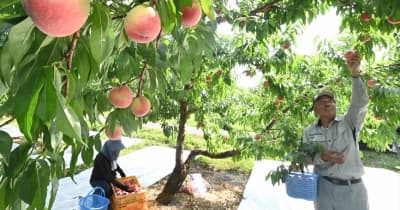 「甘み」ぎゅっと　モモ色づく　収穫始まる　「献上桃の郷」福島県桑折町