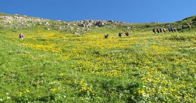 ユネスコエコパーク登録の南アルプス　150種類以上の高山植物が咲き誇る “天空の花畑”登場