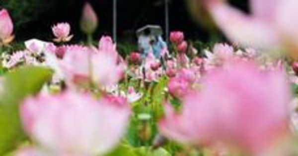 鮮やか涼しげハス見頃　兵庫・姫路「蓮の花苑」　7月末まで開場、無料公開