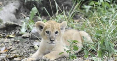 ライオンの赤ちゃん、5日から一般公開　とべ動物園　人工哺育で順調に成長