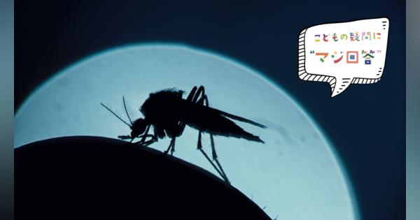 「地球から蚊がいなくなったらどうなるの？」に専門家が本気で答えたら | こどもの疑問に“マジ回答”　ナイコ4歳の疑問
