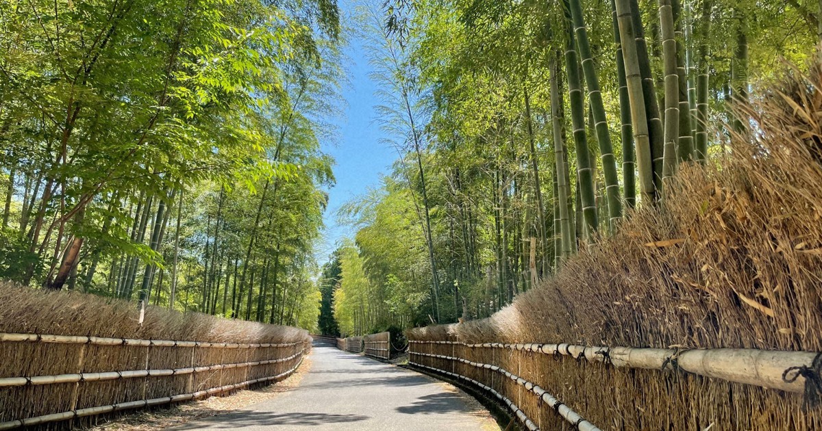 サラサラとそよぐ音に癒やされて　全長1.8kmの「竹の径」　京都