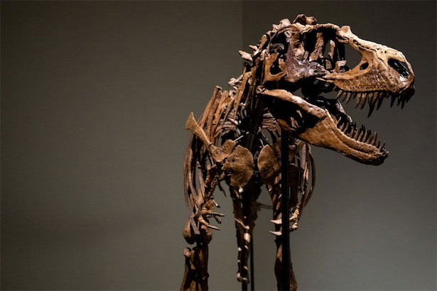 7000万年前の恐竜の骨格がオークションに出品、10億円を予想