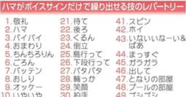 「日本一言葉が分かる」人気者のトド、50の言葉で一発芸　雌の12歳「ハマ」　兵庫・城崎マリンワールド