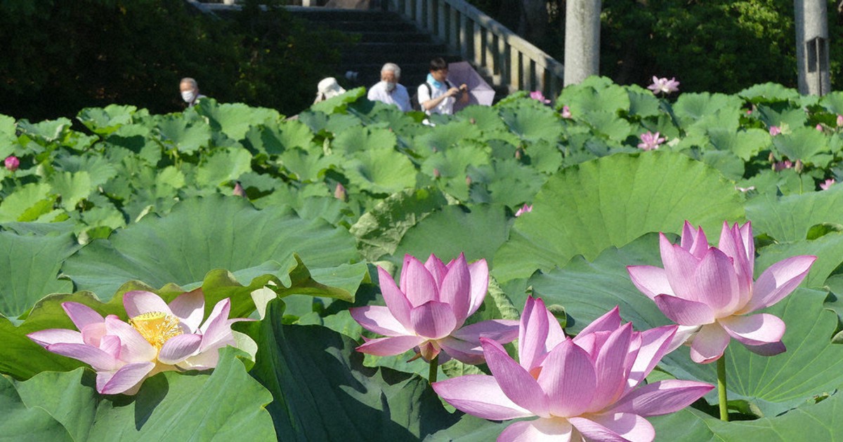 ハスの花見ごろ　家光の時代からある池に浮かぶ　愛知・伊賀八幡宮