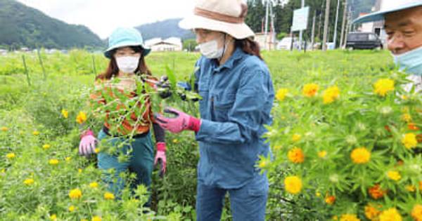 米沢の紅花、横浜の展示会へ　8～12日開催、約250本を運ぶ