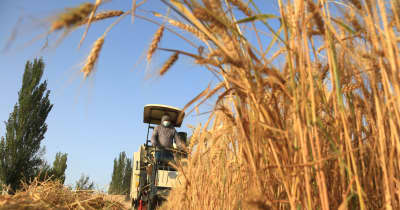 小麦の収穫期を迎える　甘粛省敦煌市