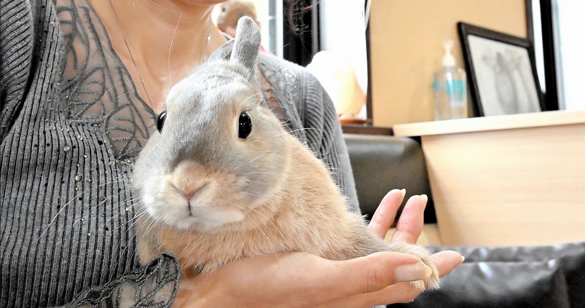 福井にウサギと触れ合えるカフェがオープン　心理カウンセラー開業「うさんぽ＆うさカフェ」