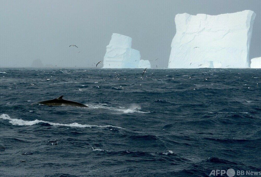 ミナミナガスクジラ大群の捕食を確認 南極海で、捕鯨禁止後初