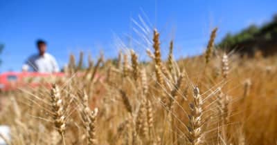冬小麦の収穫期迎える　寧夏回族自治区西海固地区