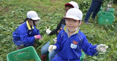茨城・結城の江川南小　全校児童67人で枝豆収穫「食べるの楽しみ」