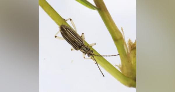 「絶滅」の昆虫、琵琶湖で発見　国内での確認は60年ぶり