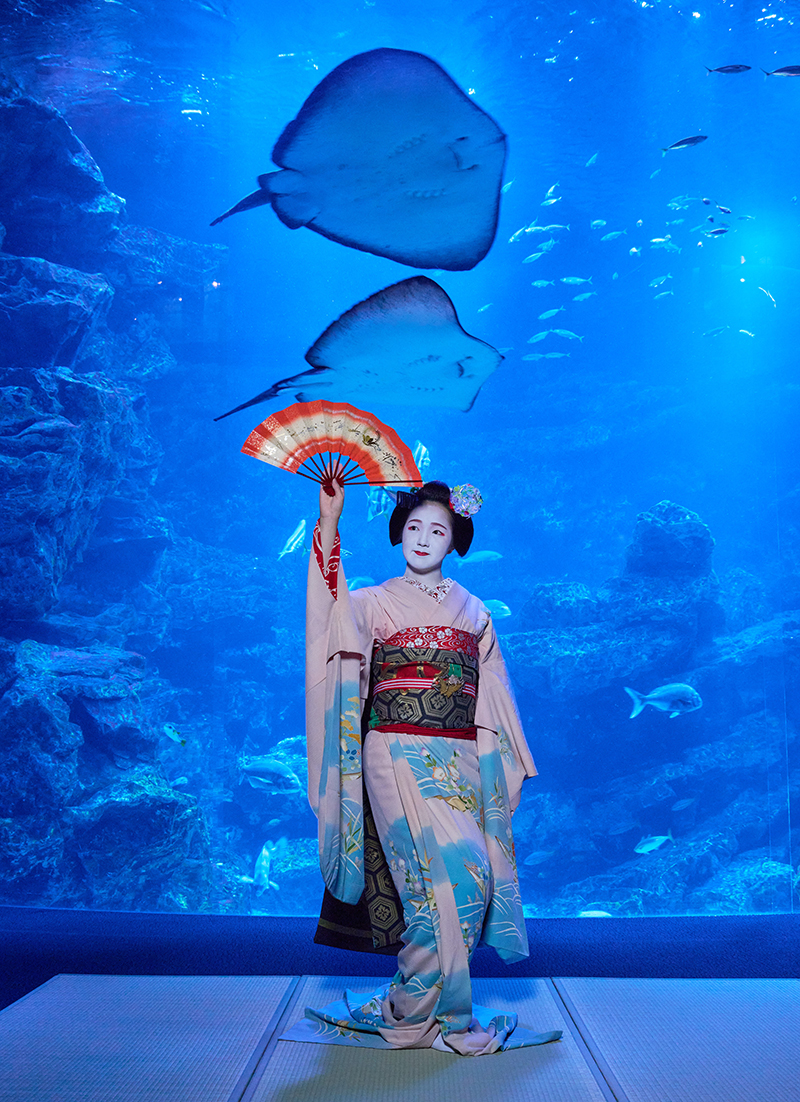京都水族館と舞妓がコラボ　大水槽前で魚たちと舞の共演