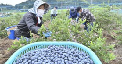 青紫色の恵み収穫　棚倉でブルーベリーの収穫最盛期