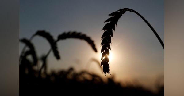 ウクライナ穀物輸出巡る合意、停戦交渉再開につながらず＝ロシア交渉担当者