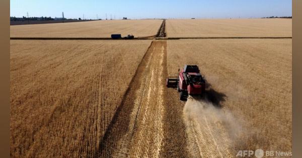 【解説】ウクライナ侵攻で世界は「小麦戦争」へ