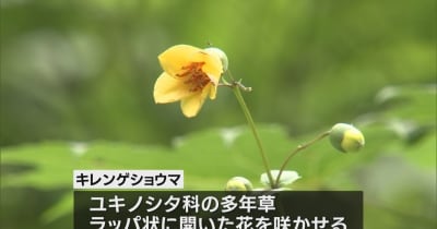絶滅危惧種のキレンゲショウマが開花　見ごろ迎える・宮崎県