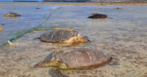 「害獣と考える漁師もいるだろう」 沖縄のウミガメ大量死　久米島漁協が調査へ