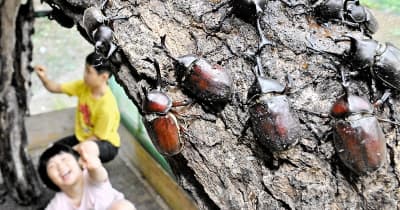 “昆虫の王様”カブトムシ次々羽化福井県福井市の飼育小屋、7月末までに1000匹