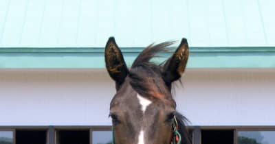 のりピー・酒井法子さん命名馬「スターマンモス」　金沢競馬で来春デビュー、期待の星に