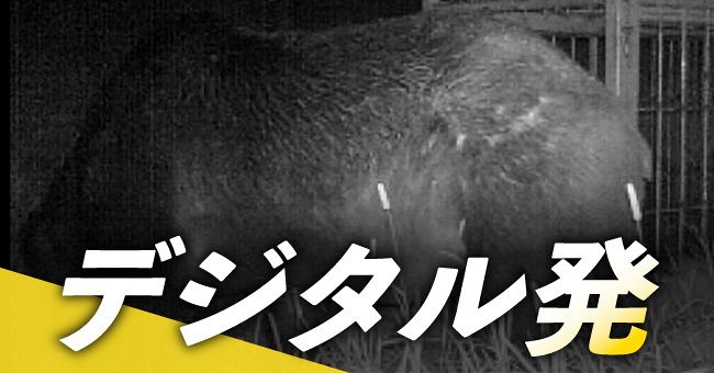 ＜デジタル発＞人知れず牛を襲う忍者グマ　その名は「ＯＳＯ１８（オソジュウハチ）」：北海道新聞 どうしん電子版