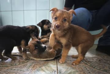 ウクライナ、戦火でペット受難　置き去り犬猫が多数、施設で保護