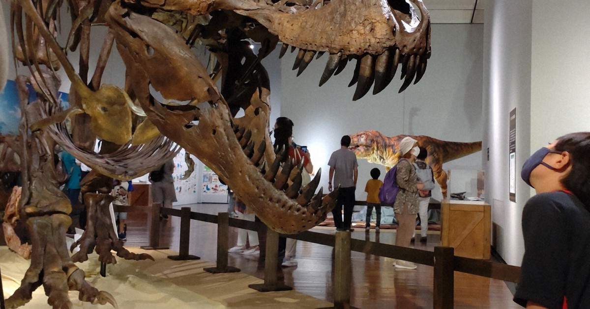 迫れティラノサウルスの謎　標本からロボットまで　松山・恐竜展覧会