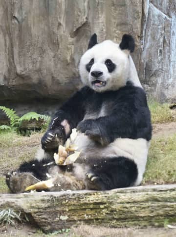 世界最高齢の雄パンダ死ぬ、香港　35歳の「アンアン」