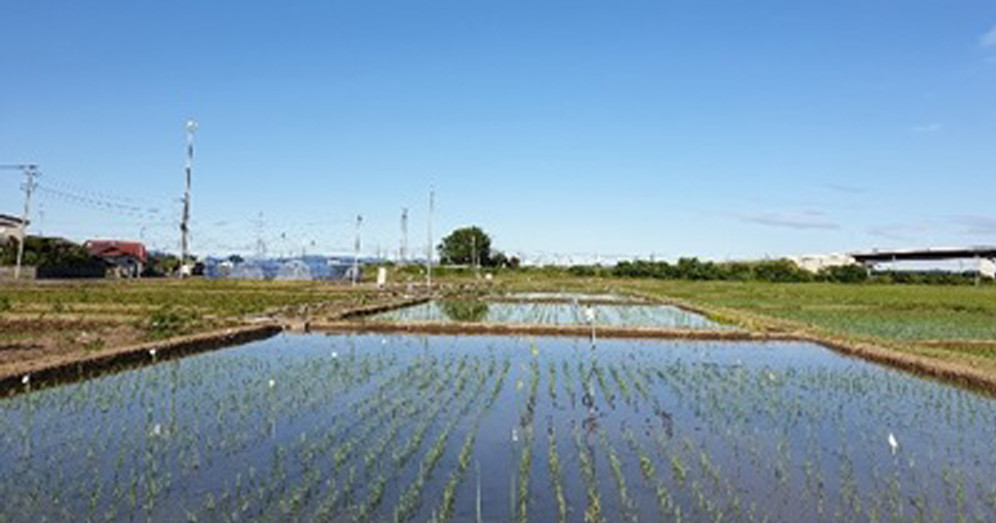 村田製作所、東北大との塩害に関する共同実証実験で土壌センサを活用
