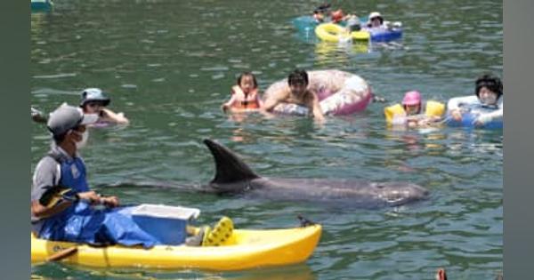 クジラと一緒に海水浴　和歌山・太地