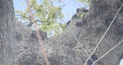 「長太の大楠」新たな樹皮の亀裂　鈴鹿の三重県指定天然記念物、落雷被害