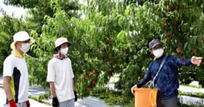 福島市職員「カジュワーク」果樹農家で副業　モモの収穫手伝う
