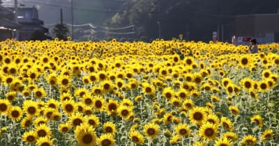 黄色い花の“じゅうたん”　ヒマワリ13万本咲き誇る　長崎・西海