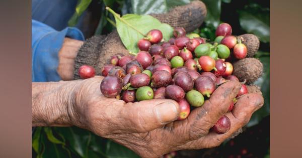SDGs追い風、兼松がコーヒー豆の輸入を倍増させる狙い