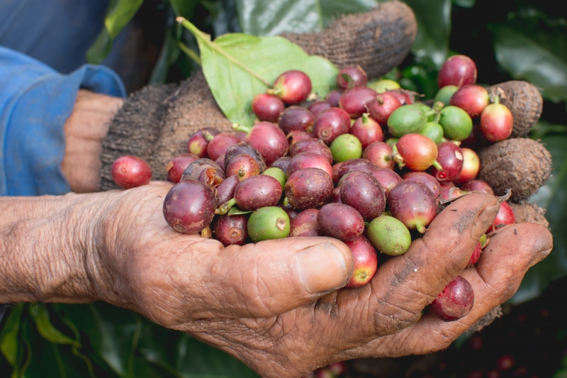SDGs追い風、兼松がコーヒー豆の輸入を倍増させる狙い