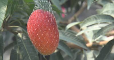 山梨の新しい特産果物に？！　南アルプス市産のマンゴー２年目の収穫