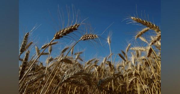 穀物輸出再開、数日内にも第1陣＝ウクライナ・国連